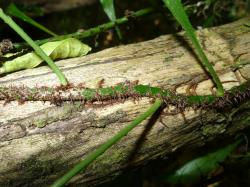 Lecanopteris scandens. Fronds articulated to phyllopodia at intervals along the creeping rhizome.
 Image: L.R. Perrie © Te Papa CC BY-NC 3.0 NZ